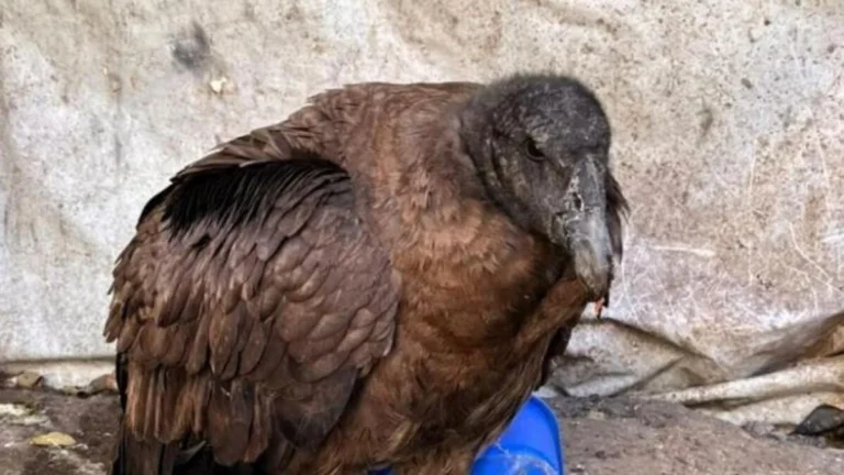 condor-andino-768x432