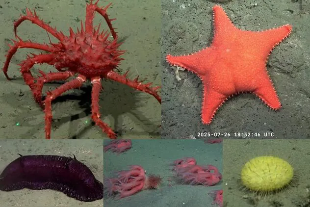 CHOMGJGXEVE5TCNDPJTIMKKN4A