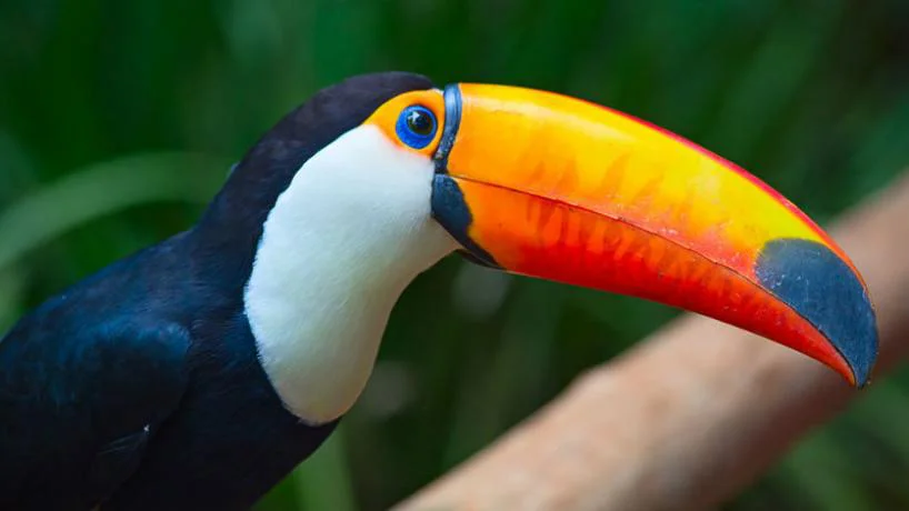818x460_260515125131_97877