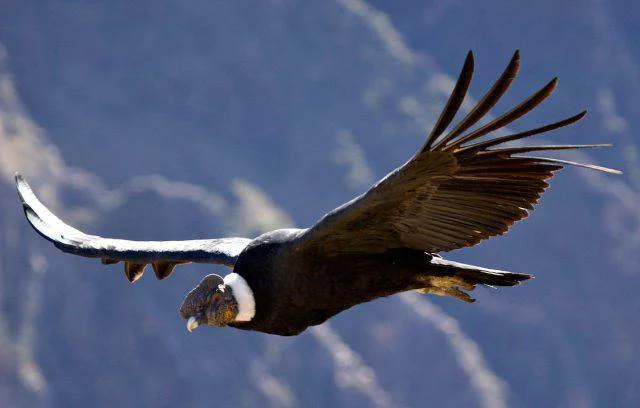 CONDOR-ANBARILOCHE