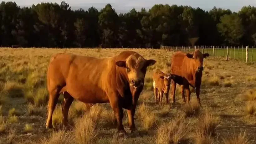 818x460_250712092032_73394