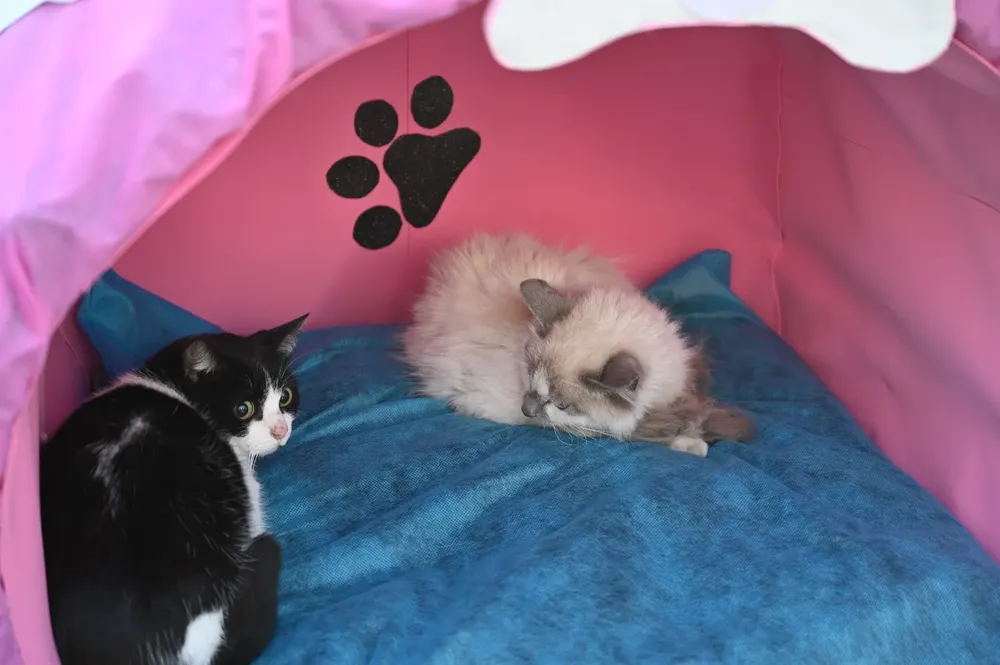 multimedia.grande.a7e5ce93a259eadc.Z3JhbmRlLndlYnA=