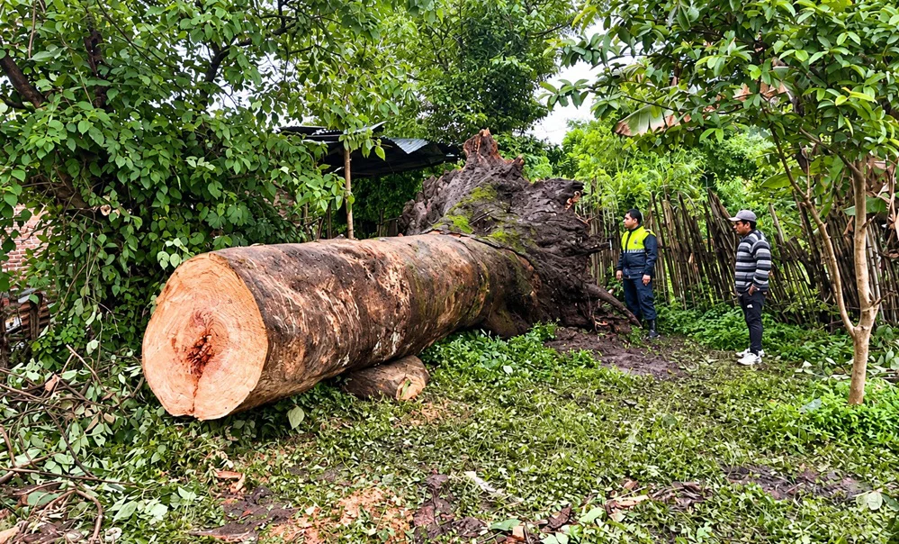 87898_arbol