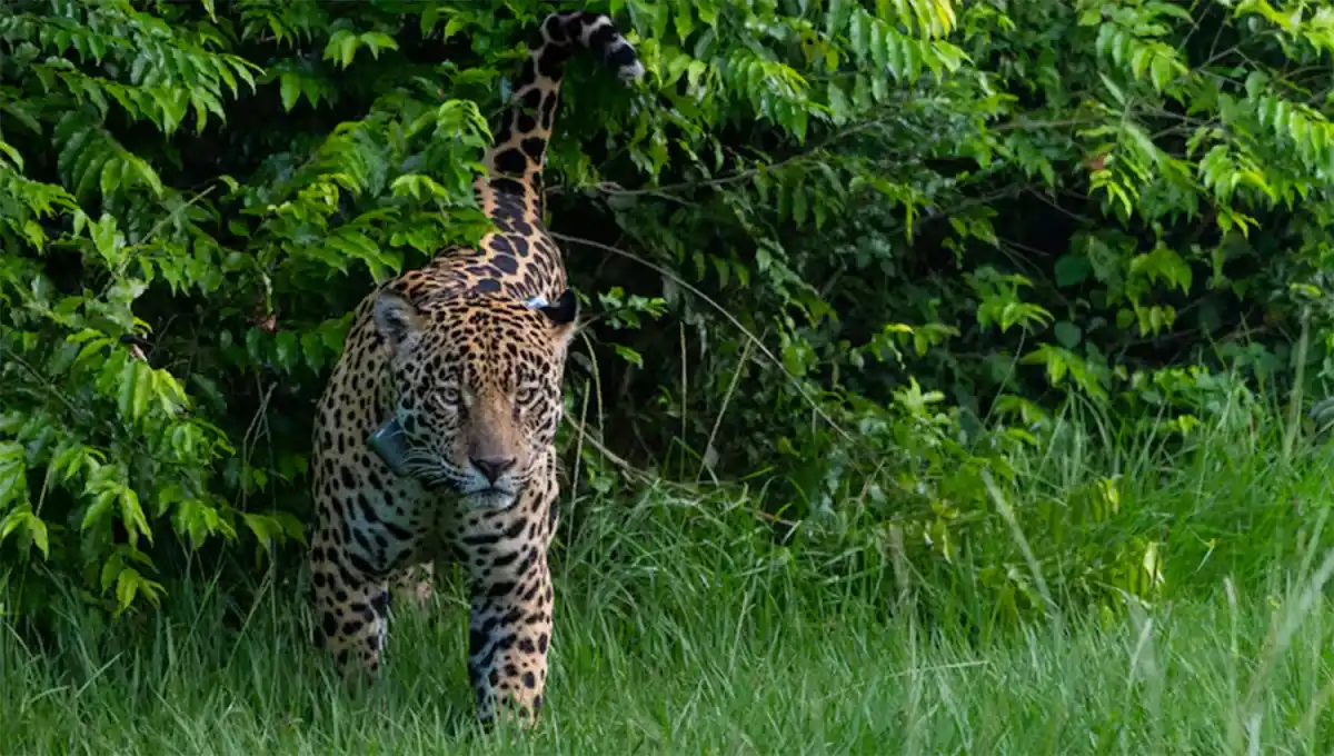 1200x680_en-peligro-yaguarete-tercer-felino-mas-grande-mundo-esta-riesgo-extincion-1097679-073401